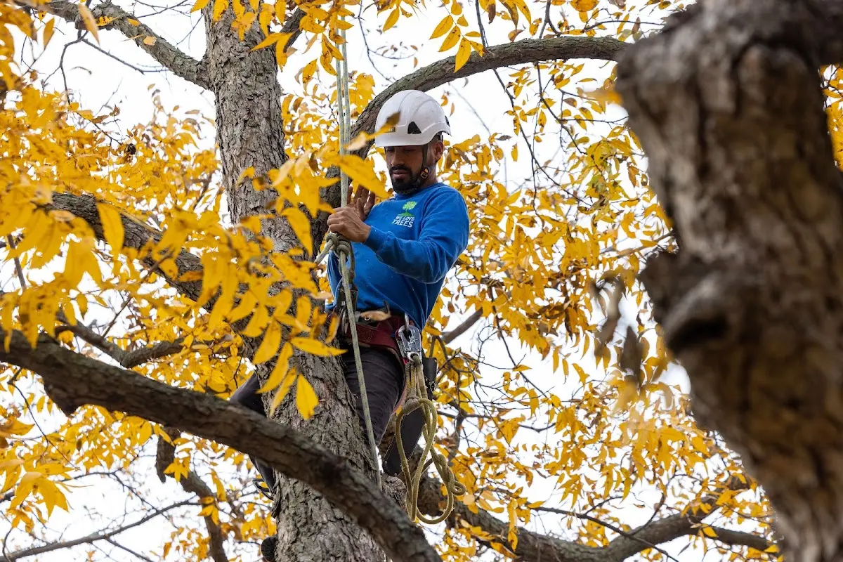 Skilled Tree Planing crew working in Orwigsburg